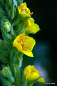 Verbascum thapsus