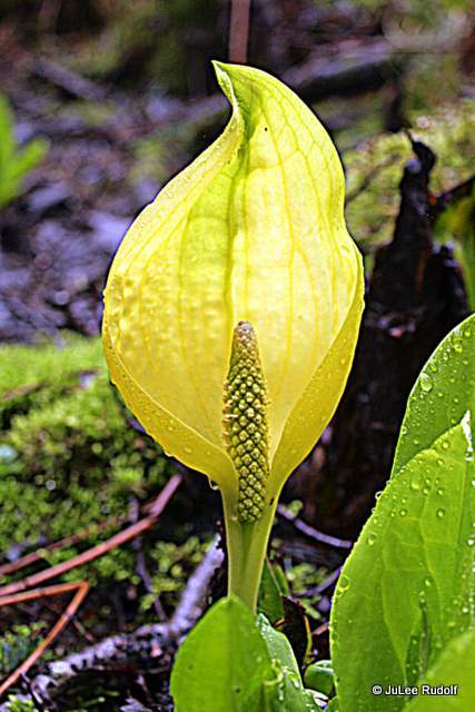 Lysichiton americanum