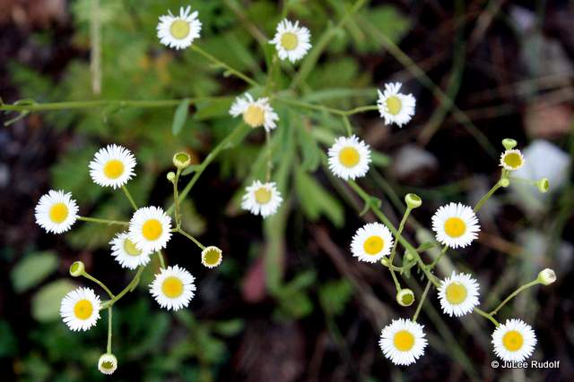Hieracium albiflorum