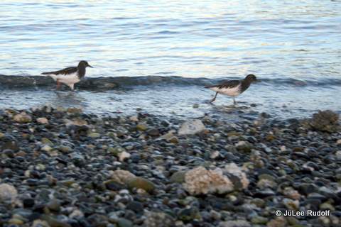 Black turnstone at Ala Spit