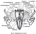 nervous-system-1-3-2017-10-45-00-am-bmp