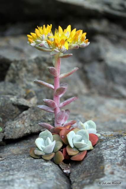 Sedum spathulifolium
