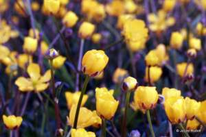 Ranunculus repens