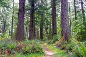 gwynncreekloop