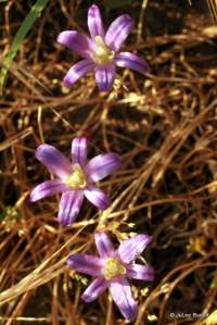 Brodiaea coronaria