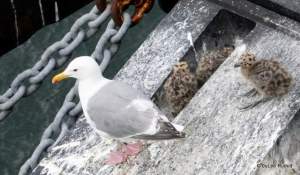 seagulls 7-10-2013 4-48-28 PM
