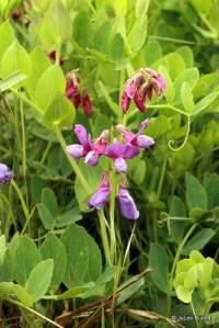Lathyrus japonicus