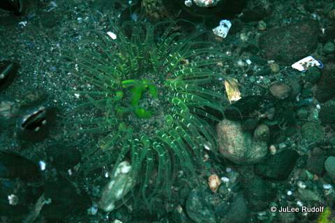 Buried green anemone at Ala Spit (December 2014)