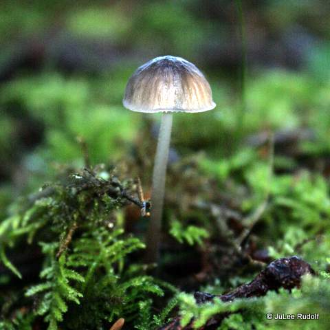 Mushroom at JWSP