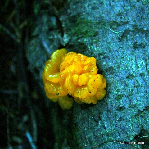 Jelly like fungus along the Summit Trail