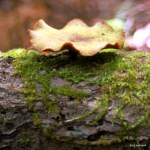 Tursi Trail mushroom
