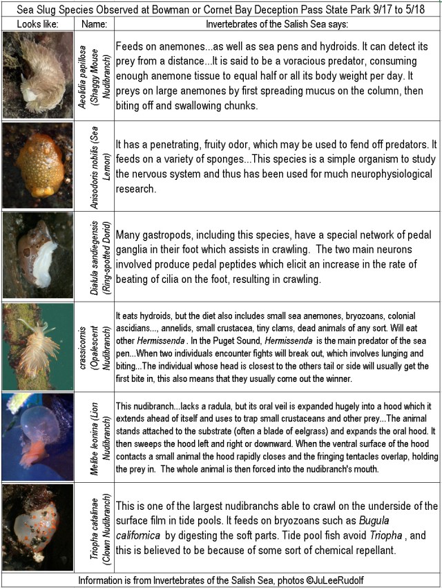 nudibranchs.bmp