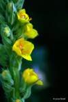 IMG_3847-001