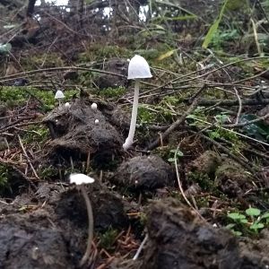 Cran poopshroom-001