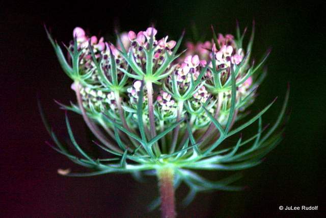 Daucus carota