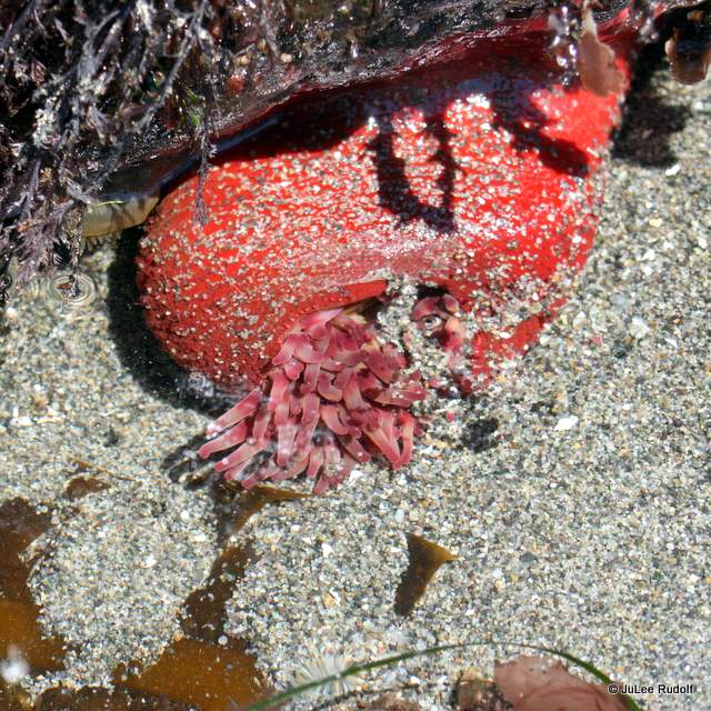 Painted anemone at Libbey Beach