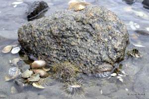 green urchins at Mueller Beach