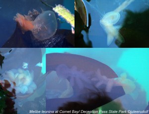 Melibe leonina at Cornet Bay--JuLee Rudolf