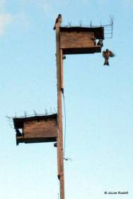swallows