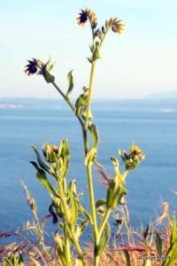 Amsinckia menziesii