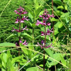 Stachys cooleyae