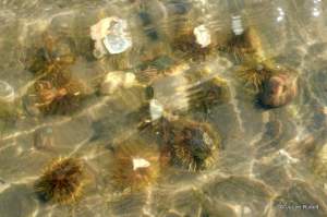green urchins at Mueller Beach