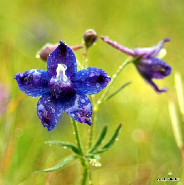 Delphinium menziesii
