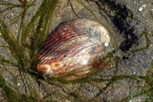 siphons on cockle at Penn Cove