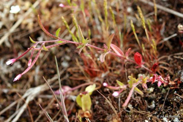 Epilobium ciliatum