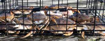 Dungeness crab at Cornet Bay dock