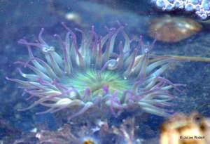 aggregating anemone