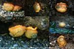 Anisodoris nobilis at Bowman &amp; Cornet Bay--JuLee Rudolf