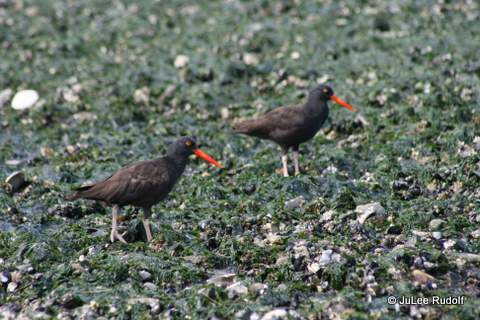 Black oystercatcher at Ala Spit