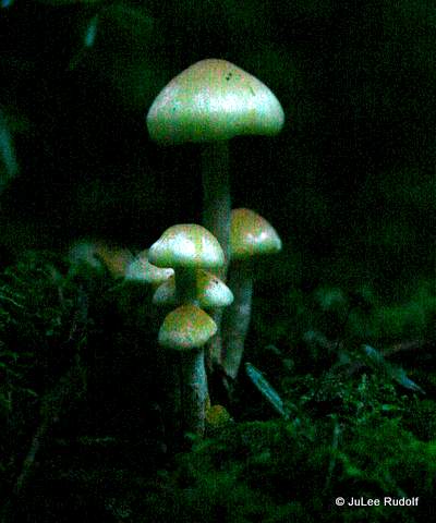 Mushrooms along the Discovery Trail