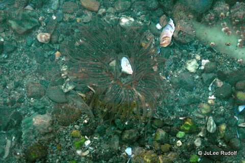 Buried green anemone at Ala Spit (December 2014)