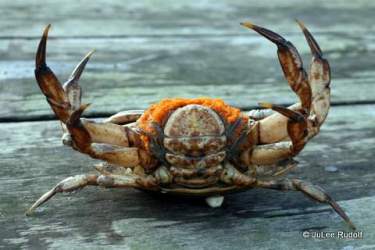 Dungeness crab with eggs at Cornet Bay abdominal view