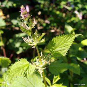 Urtica dioica