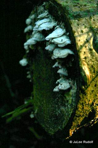 Fungus at Sharpe Park