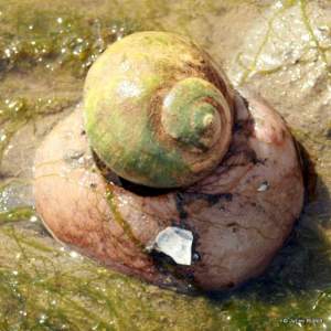 Penn Cove moon snail
