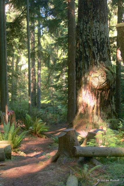 Douglas Fir tree with root rot at South Whidbey State Park