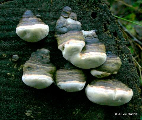 Red Belt Conk along the Discovery Trail
