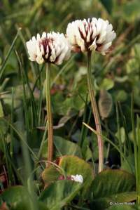Trifolium repens