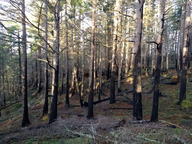 Cran Burn area