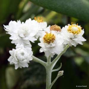 Anaphalis margaritacea