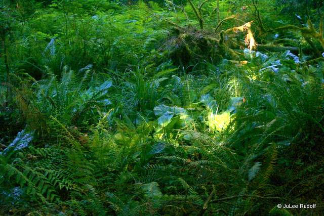 sword ferns and skunk cabbage at South Whidbey State Park