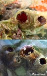 Tunicate top Piddock clam bottom 6-1-2017 10-12-57 AM