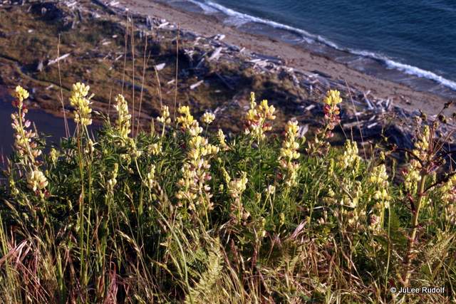 Lupinus arboreus