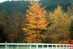 Icicle River Road Leavenworth Half