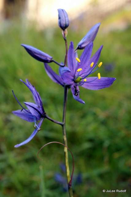 Camassia quamash