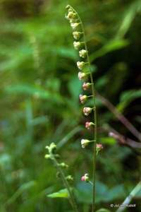 Mitella pentandra